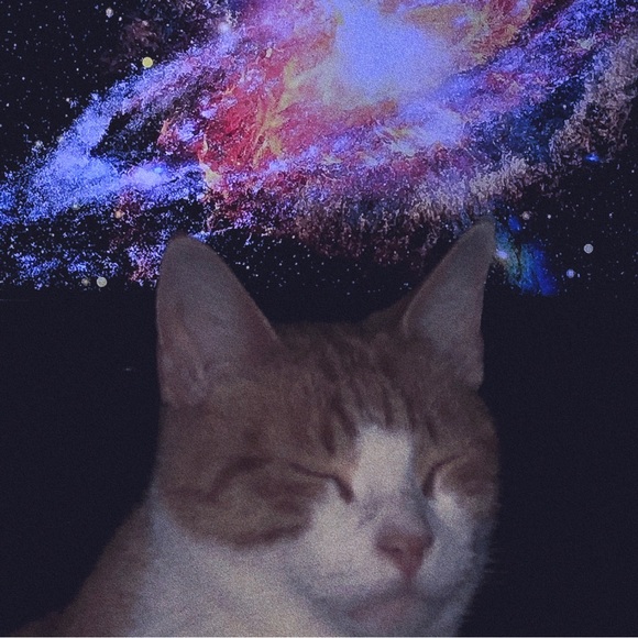 Meet your Posher, Evie - Picture 1 of 1